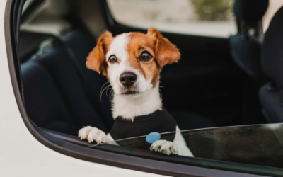 Trauer um dein Tier: Gewohnheiten fahren auf der Autobahn