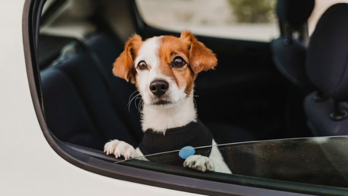 Auf dem Bild sieht man einen kleinen Hund im Auto als Sinnbild dafür, dass in der Trauer um ein Tier Gewohnheiten auf der Autobahn fahren.