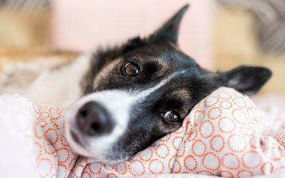 Und plötzlich war mein Liebling tot