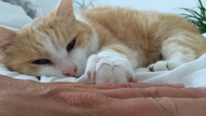 Auf dem Bild sieht man Mucki, meinen geliebten rot-weißen Kater, ein Tier um das ich trauere.