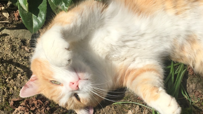 Auf dem Bild sieht man einen flauschigen rotweißen Kater, der seinen Bauch in die Sonne hält und die Pfote in die Luft hält.