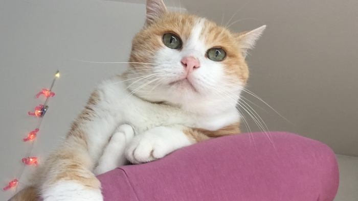 Auf dem Bild sieht man eine rot-weiße Katze am Arm einer Frau. Die Katze hat Geburtstag und blickt wie vom Himmel direkt in die Kamera. Im Hintergrund hängt eine Lichterkette aus Flamigos von der Decke.