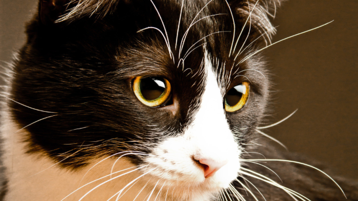 Auf dem Bild sieht man eine schwarz-weiße Katze mit melancholischem Blick, Sie weckt schmerzhafte Erinnerungen