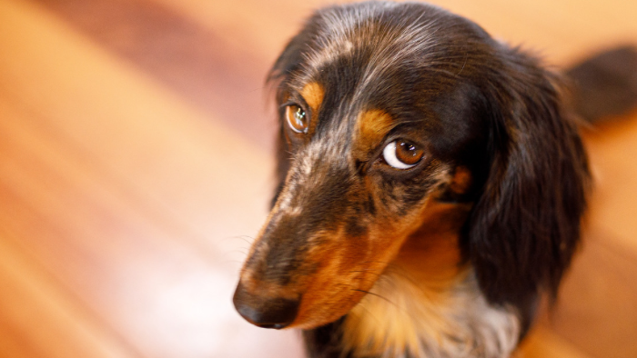 home-staging_01 Auf dem Bild sieht man einen Dackel, der sich fragt, warum er etwas angestellt hat und Schuldgefühle hat