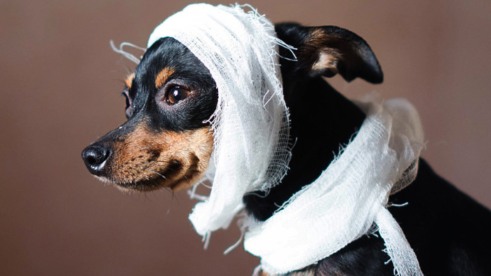 Auf dem Bild sieht man einen kleinen Hund mit verbundenem Kopf und Hals, was die unterschiedlichen Gesichter des Schmerz zeigt, wenn dein geliebtes Tier stirbt.