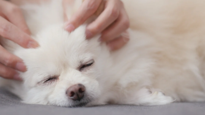 Auf dem Bild sieht man einen weißen Hund, der eine Kopfmassage bekommt, denn Pausen und Ablenkung sind in der Trauer wichtig.