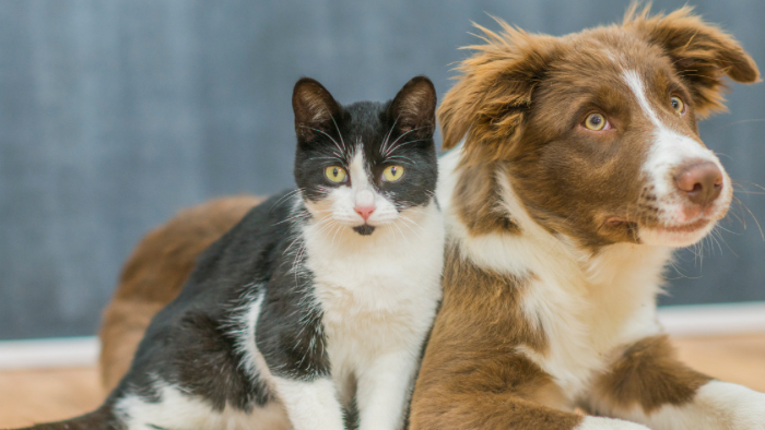 Auf dem Bild sieht man einen Hund und eine Katze, die voller Vertrauen sind und sich Halt geben in der Trauer.