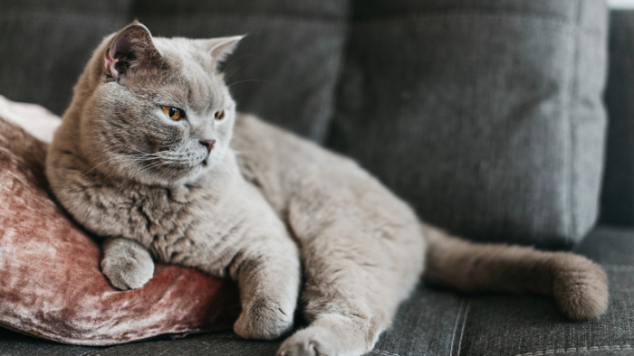 Auf dem Bild sieht man eine graue Katze. Sie weckt Erinnerungen gleich Postkarten der Trauer.