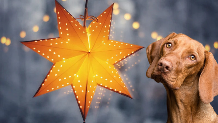 Auf dem Bild sieht man einen Stern am Himmel, der dafür steht, dass unsere Tiere uns nie ganz verlassen