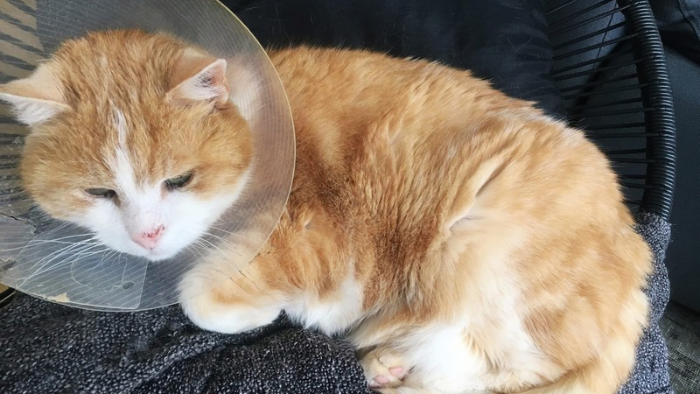 Auf dem Bild sieht man einen roten Kater mit Halskrause und plötzlich sind da wieder Erinnerungen, die weh tun