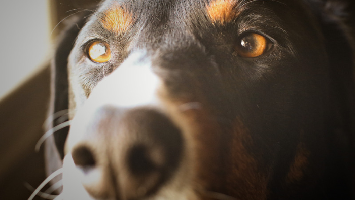 Auf dem Bild sieht man einen Hund in Nahaufnahme, der als Symbol steht für seinen Todestag und die Trauer um dein geliebtes Tier 