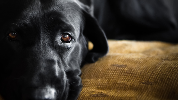 Auf dem Bild sieht man einen schwarzen Hund, der sich nach Verbundenheit statt Einsamkeit sehnt