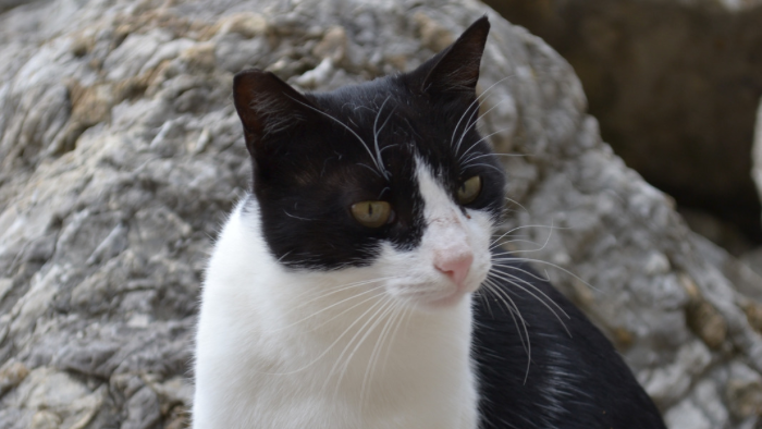 Auf dem Bild sieht man eine schwarz-weiße Katze vor einem Stein als Sinnbild für die Trauer um ein Tier.