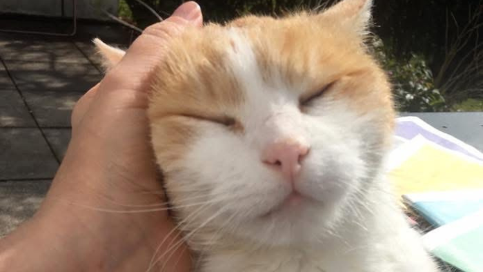 Auf dem Bild sieht man einen rot-weißen Kater, der seinen Kopf in eine Hand schmiegt und mir zeigt, was ich an Muckis Geburtstag über Trauer, Liebe und Nähe gelernt habe