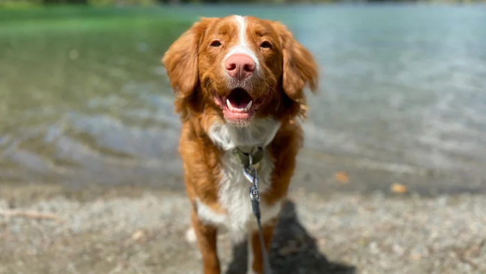 Auf dem Bild sieht man einen Hund im Wasser, der freudig in die Kamera blickt, um zu sagen: Was hilft, wenn im Sommer die Trauer um dein Tier besonders schwer ist