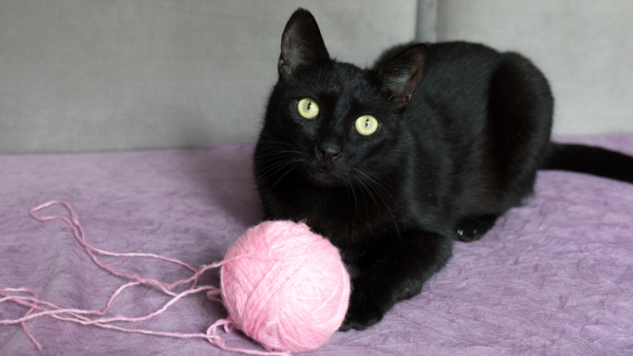 Auf dem Bild sieht man eine schwarze Katze mit rosa Wolle als Symbol dafür, dass die Trauer um dein Tier dein Leben neu sortiert