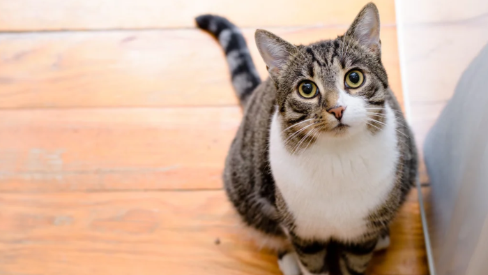 Auf dem Bild sieht man eine getigerte Katze, die in die Kamera blickt, denn eines ist klar: Wenn das geliebte Tier stirbt, sind Erinnerungen heilsam