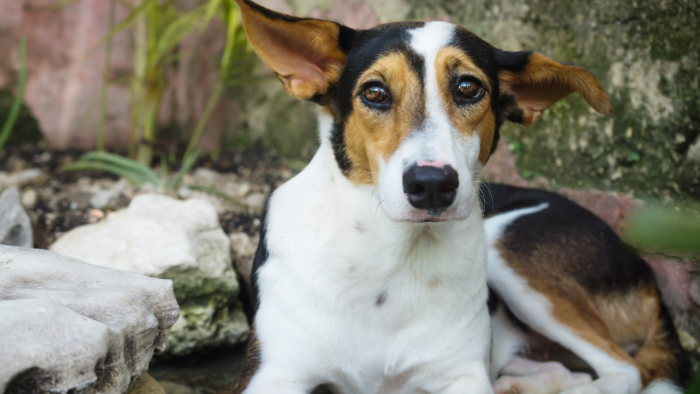 Auf dem Bild sieht man enen kleinen Hund, der fragend in die Kamera blickt als Symbol dafür, Was tun, wenn Schuldgefühle die liebevolle Erinnerung an dein Tier überlagern?