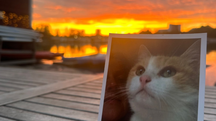 Auf dem Bild sieht man das Foto eines rot-weißen Katers vor finnischem Sonnenuntergang als Botschaft für Menschen, die um ihr Tier trauern: Hör auf die Botschaft deines Herzens
