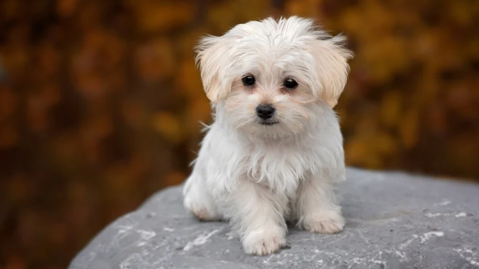 Auf dem Bild sieht man einen weißen Hundewelpen als Symbol dafür, was Schuldgefühle in der Trauer mit der Kindheit zu tun haben können