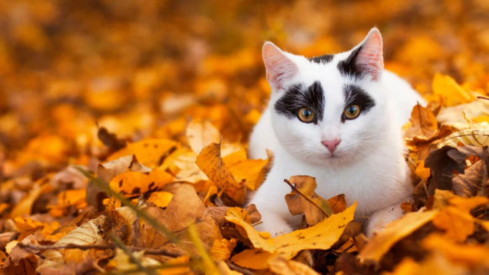 home-staging_01 Auf dem Bild sieht an eine Katze im Laub als Symbol für Trauer um ein Tier und fünf wärmende Impulse für den Herbst