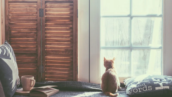 home-staging_01 Auf dem Bild sieht man eine kleine Katze, die aus dem Fenster blickt und uns daran erinnert: In der Trauer um dein Tier ist jede Erinnerung ist ein Geschenk