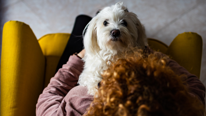 home-staging_01 Auf dem Bild sieht man einen weißen Hund auf dem Schoß einer Frau. Er blickt in die Kamera als wolle er sagen, wie groß das Missverständnis über den Schmerz ist der Trauer um ein geliebtes Tier ist
