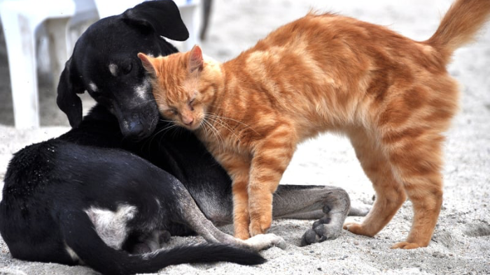 home-staging_01 Auf dem Bild sieht man einen Hund und eine Katze sich aneinander schmiegen als Symbole für die sieben häufigsten Gefühle in der Trauer um dein Tier und was sie sich von dir wünschen