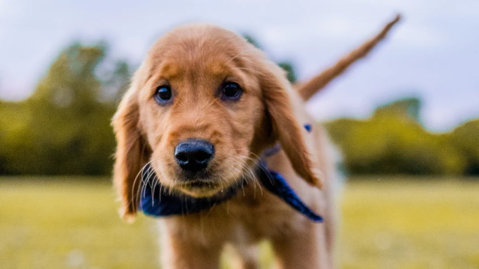 home-staging_01 Auf dem Bild sieht man einen kleinen Hund an der Leine, der in die Kamera Blick als Symbol für Trauer um dein Tier zwischen Loslassen und Festhalten