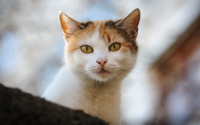 Was bleibt, wenn das geliebte Tier stirbt