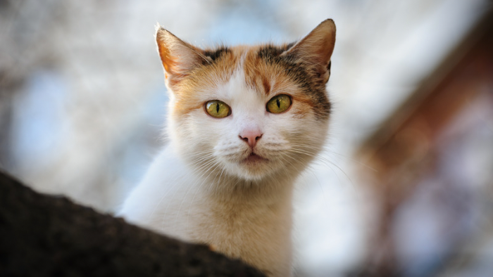 Auf dem Bild sieht man eine kleine Katze, die fragend in die Kamera blickt als Symbol Frage, Was bleibt, wenn das geliebte Tier stirbt