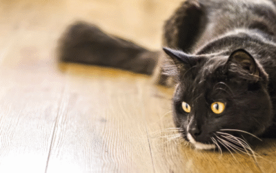 Wie die Liebe zu deinem verstorbenen Tier dich stärken kann