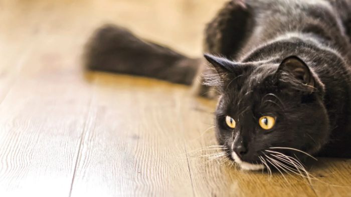 home-staging_01 Auf dem Bild sieht man eine schwarze Katze mit eindrücklichem Blick als Sinnbild dafür, wie die Liebe zu deinem verstorbenen Tier dich stärken kann