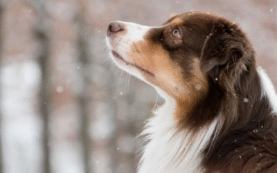 Trauer um dein Tier: Warum normal ist, was du fühlst