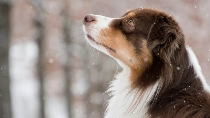 Trauer um dein Tier: Warum normal ist, was du fühlst