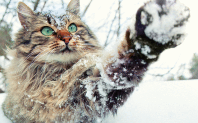 Warum der Winter dir in der Trauer um dein Tier helfen kann