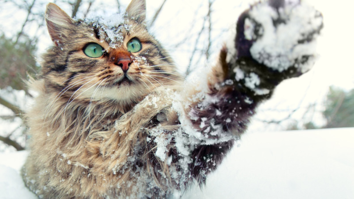 Auf dem Bild sieht man eine Katze im Schnee, die einem die Pfote reicht als Sinnbild dafür, warum der Winter dir in der Trauer um dein Tier helfen kann.