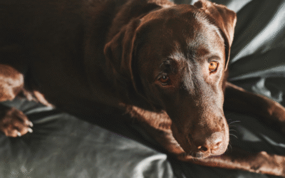 Wenn dein geliebtes Tier stirbt und plötzlich alles Chaos ist