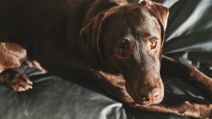 Auf dem Bild sieht man einen traurig in die Kamera blickenden Hund als Symbol für das Chaos wenn das geliebte Tier stirbt.