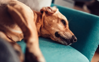 Wenn der Schmerz um dein geliebtes Tier zum Dauermieter wird