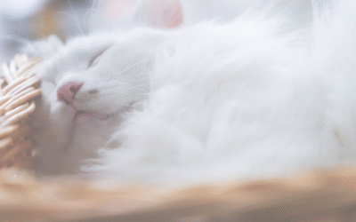 Vom Träumen in der Trauer um dein geliebtes Tier 