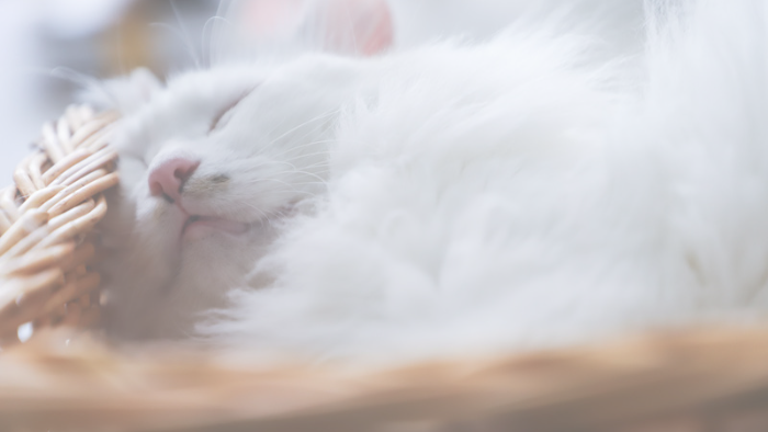 Auf dem Bild sieht man verschwommen eine weiße schlafende Katze als Symbol fürs Träumen in der Trauer um dein geliebtes Tier 