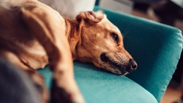 Auf dem Bild sieht man eine traurigen Hund als Symbol dafür, wenn der Schmerz um dein geliebtes Tier zum Dauermieter wird