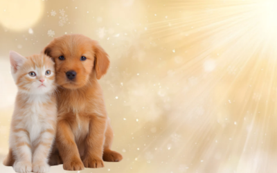 Weihnachten in der Trauer um dein geliebtes Tier 