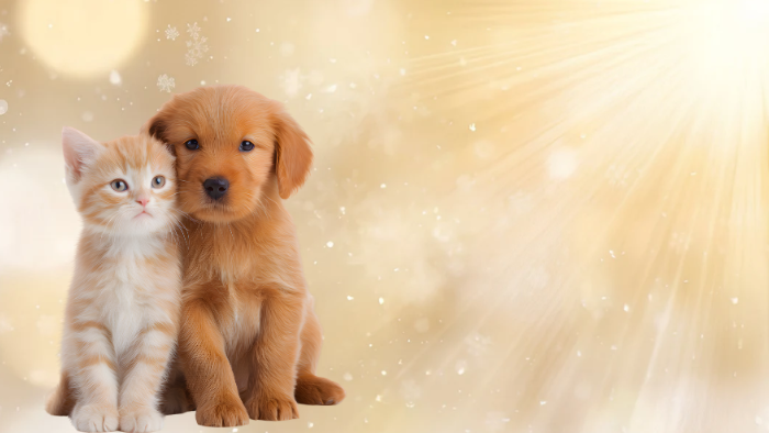 home-staging_01 Auf dem Bild sieht man einen Hund und eine Katze im goldenen Schein als Symbol für Weihnachten in der Trauer um dein geliebtes Tier