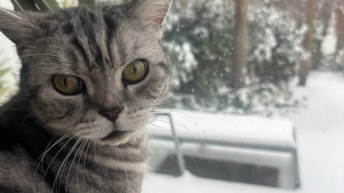 Auf dem Bild sieht man eine Britisch Kurzhaar Katze, die liebevoll in die Kamera blickt als Symbol für Silvester, ein Flashback und was sich verändert, wenn du die Trauer um dein Tier verarbeitest