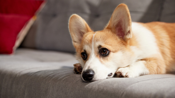 Wenn du dich nach dem Tod deines Tieres unvollständig fühlst und was dir jetzt helfen kann