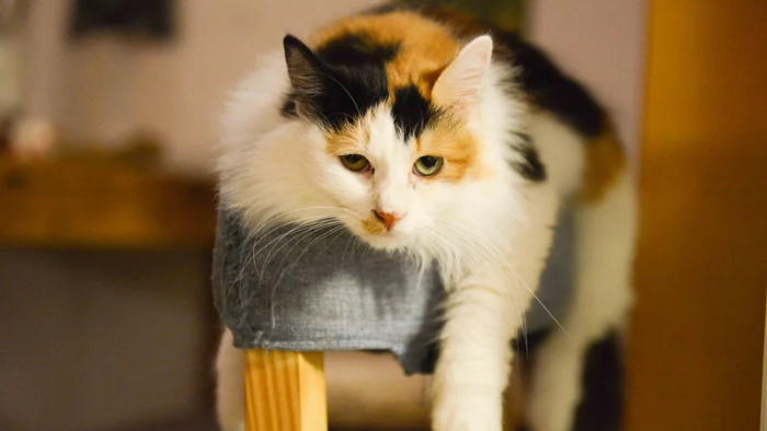 Auf dem Bild sieht man eine Glückskatze als Symbol für die Trauer um ein Tier, die Geschichten, dir wir uns erzählen und was das mit dem eigenen Glück zu tun hat.