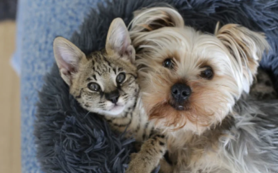 Trauer um dein Tier: Alles hat seine Zeit