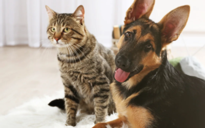 Erinnerungen an dein Tier: Befreie dich von deinen Schuldgefühlen